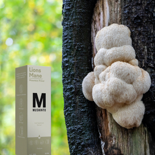 Lion's Mane Tincture