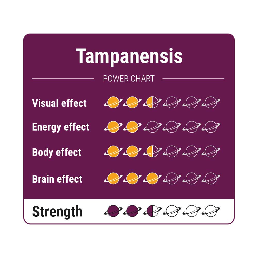 Tampanensis - Truffels
